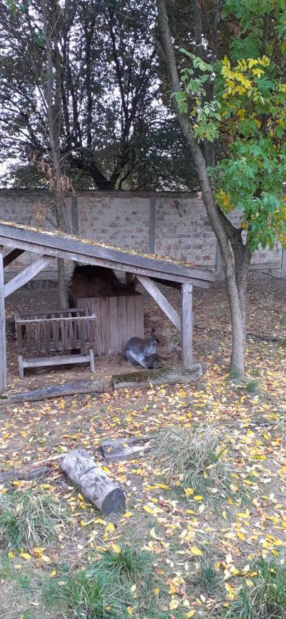 Kenguru Panzio Ξενοδοχείο Hódmezővásárhely Εξωτερικό φωτογραφία